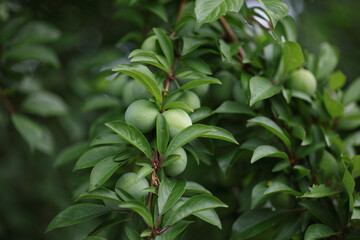 Green plums ripening on the tree in the sun. 