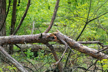 Broken pine tree in a dense forest
