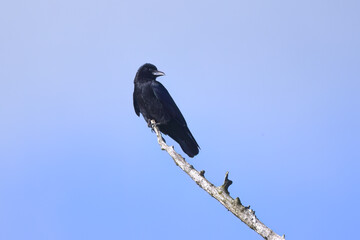 raven on a bare tree looking to the right, crow on a dead tree, bright blue sky, black raven on a high branch, corvus in sunny weather, corvus from the side