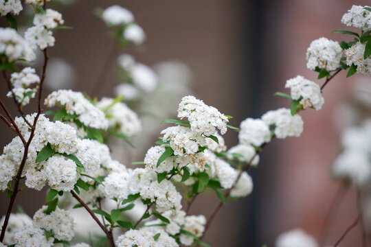 Reeves Spirea Images – Browse 525 Stock Photos, Vectors, and Video