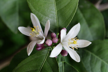 white flowers on lemon tree