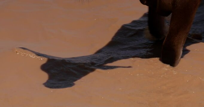 Close up shot of a  boran cattle (Bos indicus) limbs pacing in brown waters in a kenyan grassland at eventide