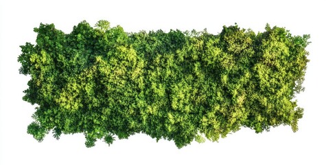 Dense green foliage wall, various shades. Lush, overlapping plant life, horizontally arranged.  Atop white background