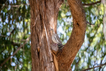 Mourning dove perched in cedar tree