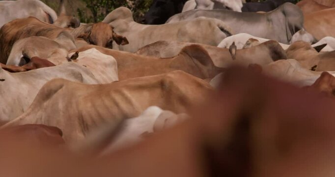 Close up pan shot of a flock boran cattle (Bos indicus) upper bodies clustered together in the savanna in kenya at afternoon