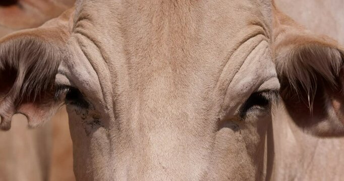 Extreme close up shot of a drove of boran cows  (Bos indicus) head looking out into the plains of kenya during the evening 