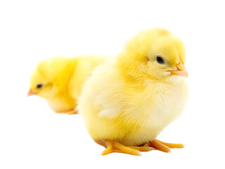 Obraz premium yellow-little-chick isolated on white background PNG