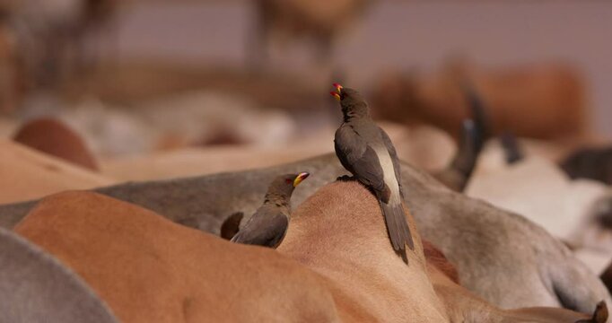 Close up shot of yellow- billed oxpeckers (Buphagus africanus) standing on a boran cows hump during the evening in kenya at the grasslands