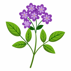 Simple Verbena Vector on White