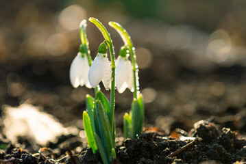 Snowdrops first spring flowers.
