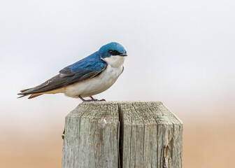 Tree swallow perched on a wooden post