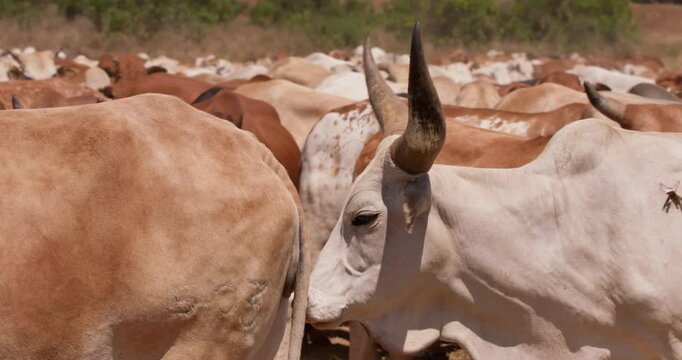 Close up shot of a herd of boran cattle (Bos indicus) frame moving about in the grasslands of kenya at eventide