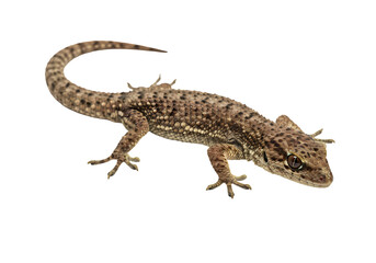 Obraz premium Closeup View of a Small Brown Lizard isolated on white background