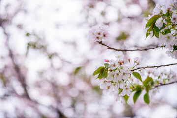 Beautiful and cute pink Kawazu Zakura or cherry blossom against blue sky. Kawazu, Shizuoka, Japan. Wallpaper