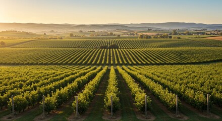 Expansive apple orchard rows stretching into the distance with rolling hills view