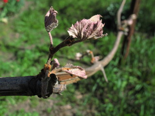 young frozen grape leaves