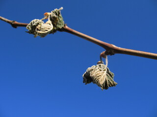Dried grape vine against the sky.