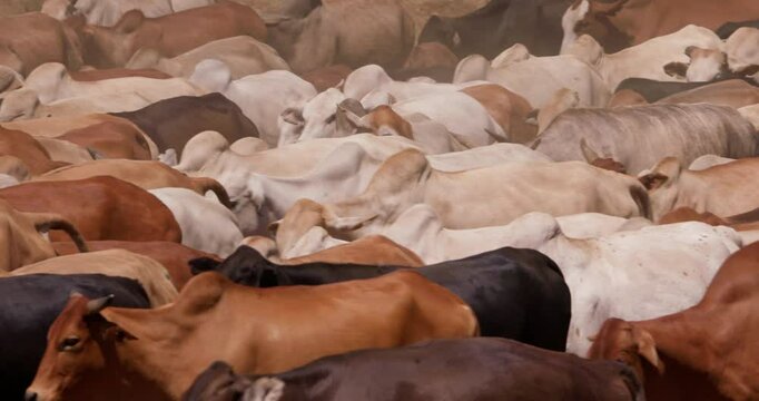 Wide pan shot of a drove of boran cattles (Bos indicus) pacing through the grasslands of kenya at evening
