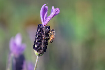 ラベンダーの蜜を吸うミツバチ