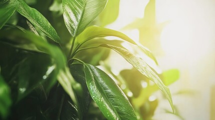 Lush green leaves bathed in sunlight, showcasing vibrant foliage and textures