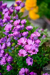 Obraz premium cape Marguerite flower or Dimorphotheca ecklonis blooming in front of house in japan,