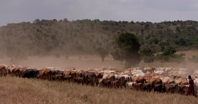 Extreme wide shot of a drove of boran cows (Bos indicus) moving stirring up a dust shroud in a kenyan plain during evening