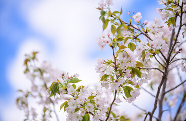 Beautiful and cute pink Kawazu Zakura or cherry blossom against blue sky. Kawazu, Shizuoka, Japan.
