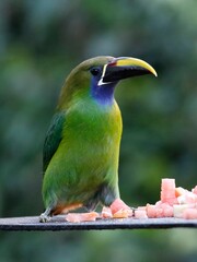 Emerald Toucanet (Aulacorhynchus prasinus) at a feeding in Monteverde in northern Costa Rica, Central America