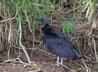Fototapeta premium Black Vulture (Coragyps atratus) in wetland at Cano Negro in northern Costa Rica, Central America.