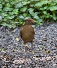 Clay-colored Thrush (Turdus grayi) in rainforest near Guapiles in central Costa Rica, Central America.