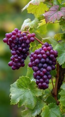 Fototapeta premium Luscious red grape clusters on vines in vineyard ripe fruit close up with water droplets ready for harvest season winemaking