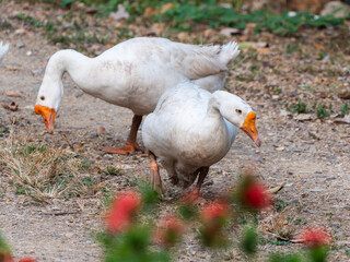 Zwei weiße Höckergänse spazieren über trockenes Gras