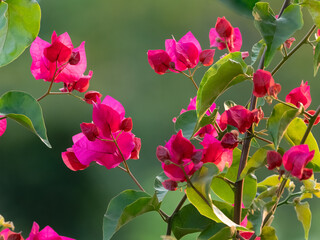 Detail einer pinkfarbigen Bougainvillea vor grünem Hintergrund