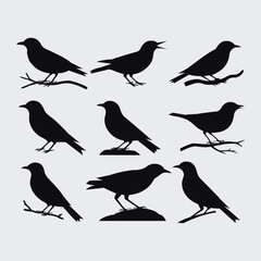 Vector Bird silhouettes collection
