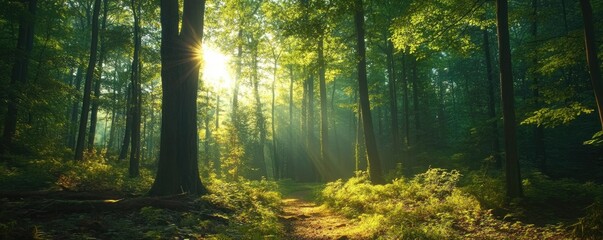 Obraz premium Sunlight filtering through a lush forest