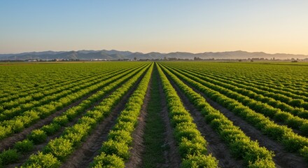 Expansive coriander fields showcase precision agriculture under a radiant sky