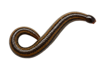 Naklejka premium Medicinal Leech HighResolution Image of a Bloodsucking Worm isolated on white background
