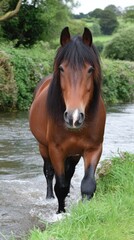 Obraz premium Beautiful Chestnut Horse Wading Through Water with Lush Greenery in the Background A Tranquil Scene of Nature and Wildlife