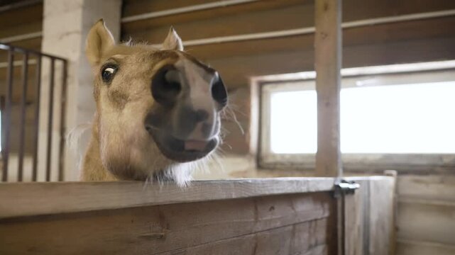 Palomino horse making playful facial expressions while peeking over wooden stable fence, showing curious and amusing personality