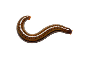 Closeup of a Brown Worm Detailed Image isolated on white background