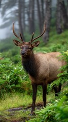 Fototapeta premium Elk in Forest, Standing amidst Lush Greenery on a Foggy Day