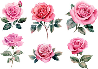 Fototapeta premium set of roses vector illustration