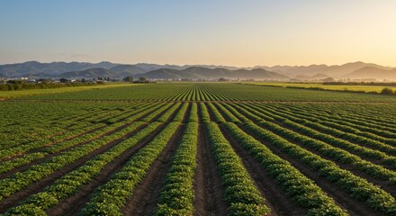 Expansive cultivated yam field stretches to the horizon under golden sunlight