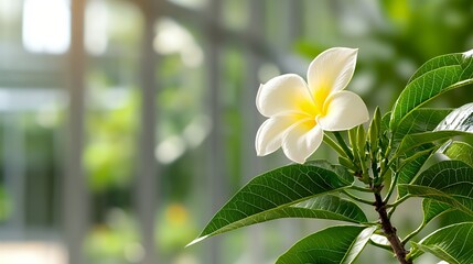 Fototapeta premium Close-up of a Blooming White Flower with Yellow Center and Green Leaves