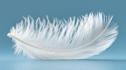 Obraz premium Delicate white feather with intricate details on a soft blue background