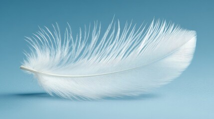 Obraz premium Delicate white feather with intricate details on a soft blue background