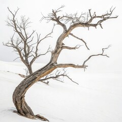 dead tree isolated on white