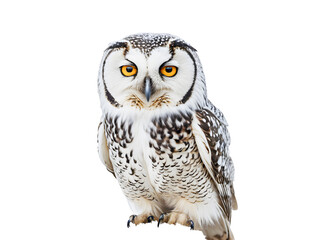 Obraz premium Snowy Owl (Bubo bubo) isolated on white background