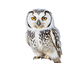 Snowy Owl (Bubo bubo) isolated on white background
