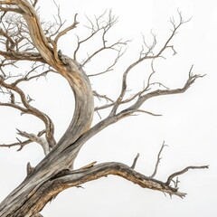 Fototapeta premium dead tree isolated on white